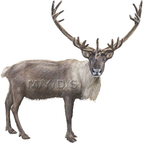 500x500 Caribou Clip Art