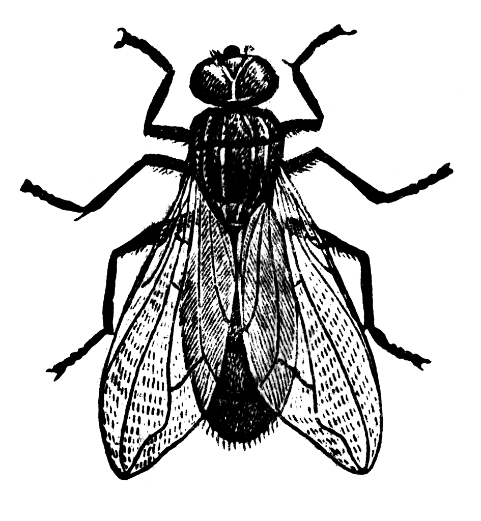 945x1024 Fly Clipart