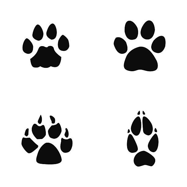 612x612 Jaguar Clipart Footprint