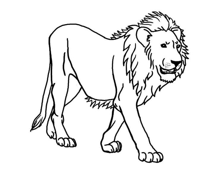 736x572 22 Best Lion Coloring Pages Images Dieren