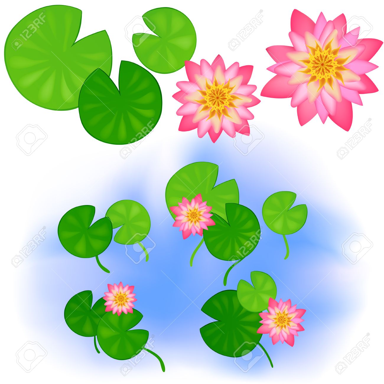 1300x1300 Japanese Or Chinese Flowers. Clear Pond With Rose Water Lotus