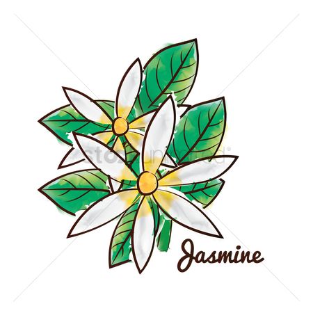 450x450 Free Jasmine Flower Stock Vectors Stockunlimited