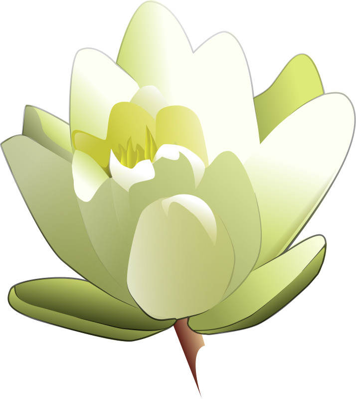 714x800 Lily Flower Clipart
