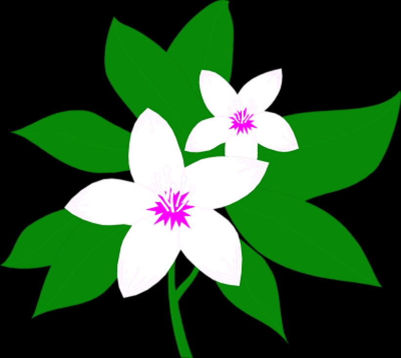 820x733 Jasmine Flower Clip Art Clipart Panda Free Clipart Images