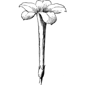 300x300 Blue Jasmine Flower Clipart