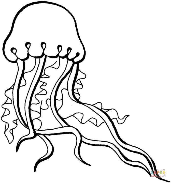 672x720 Jellyfish Coloring Page Free Printable Coloring Pages