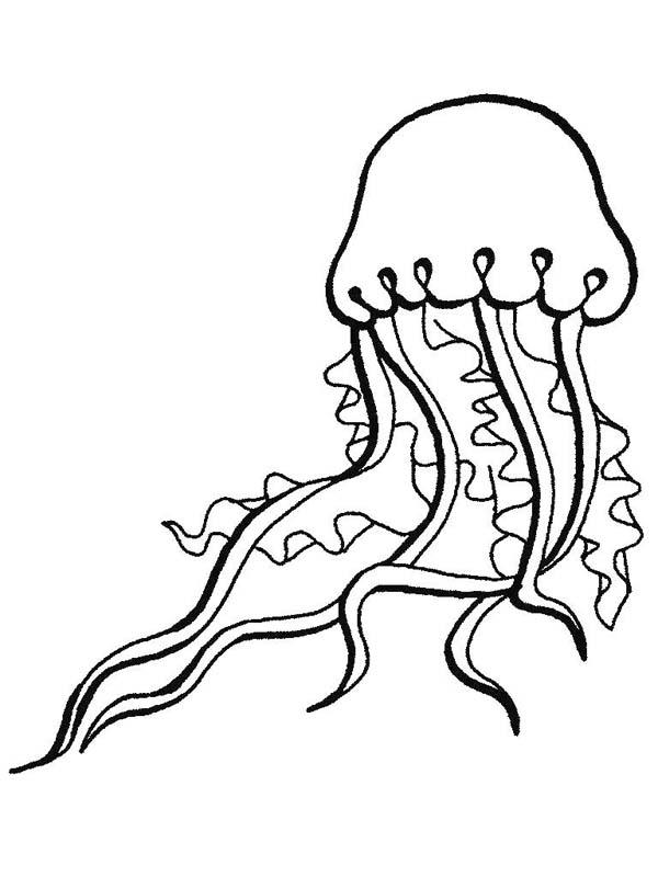 600x800 Never Touch A Jellyfish Sea Animals Coloring Page