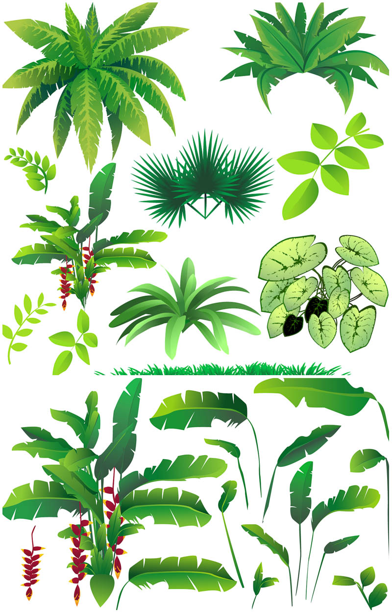 800x1250 Jungle Clipart Vector