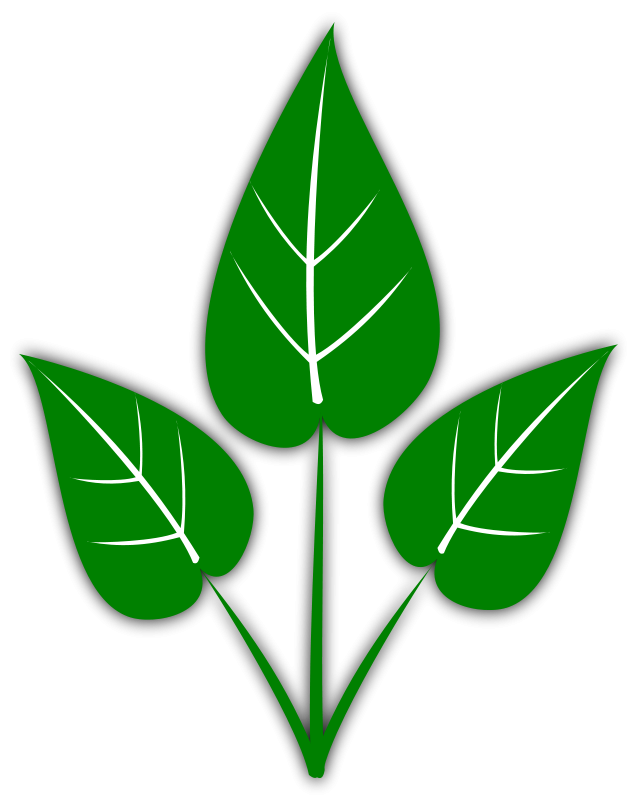 637x800 Leaf Leaves Clip Art Image