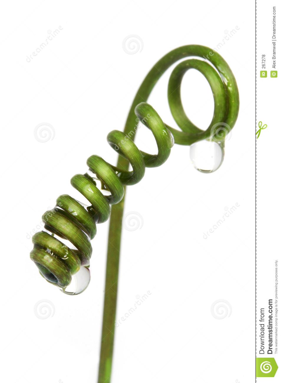 957x1300 Jungle Vine Clipart