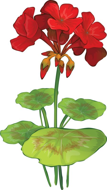 Kamal Flower Clipart