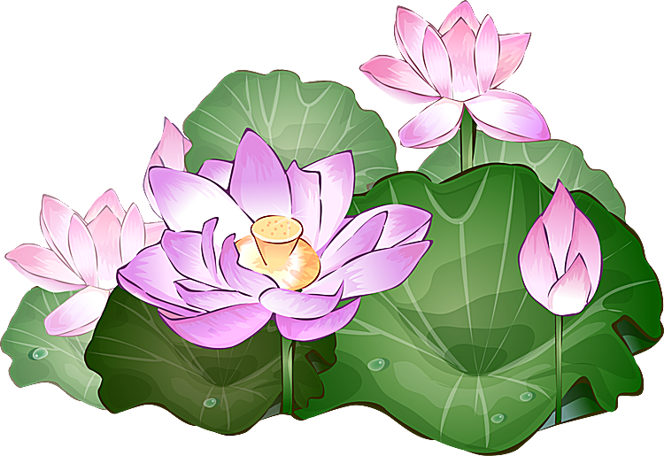 750x515 Lotus Clipart