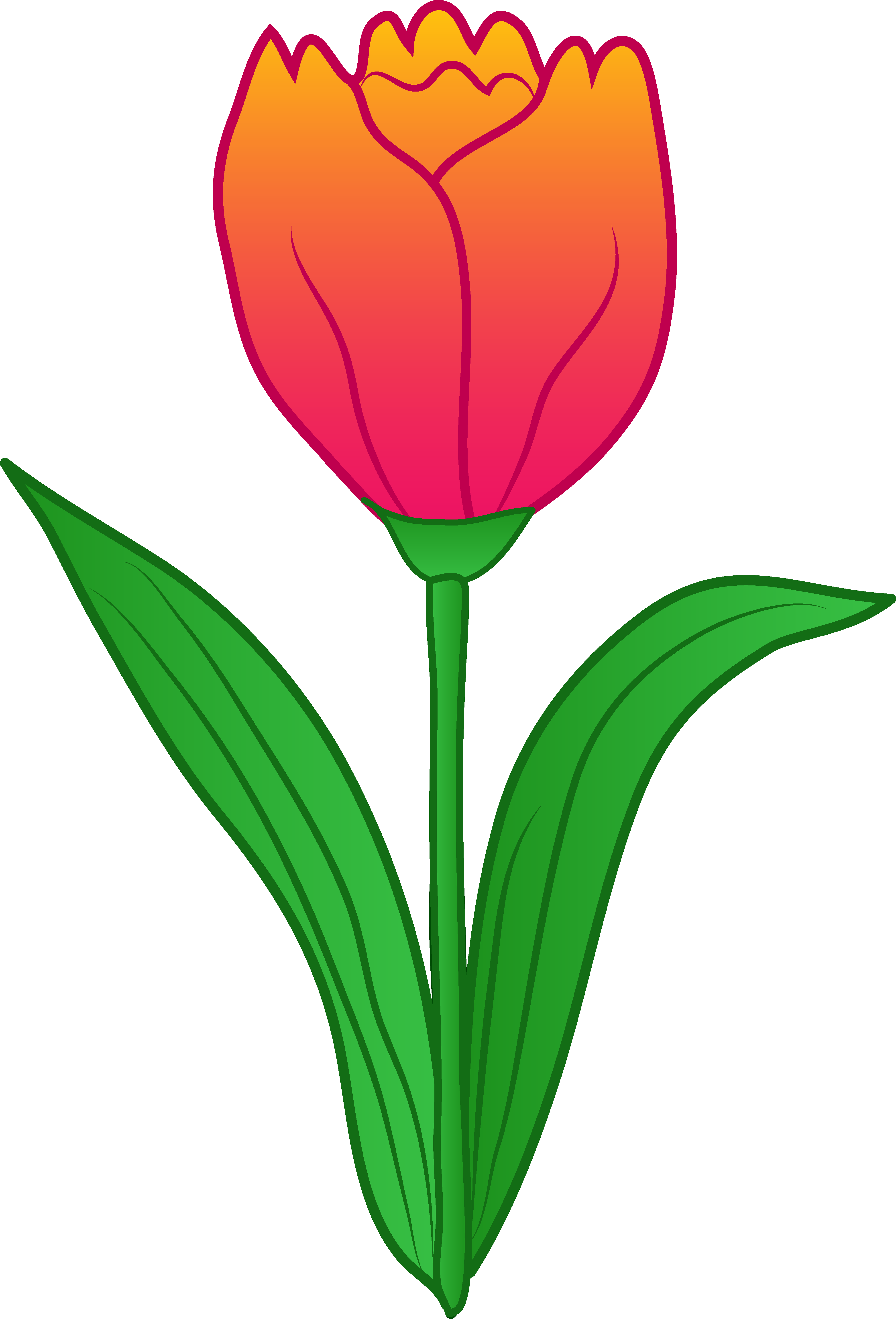 4024x5921 Tulip Flower Clipart