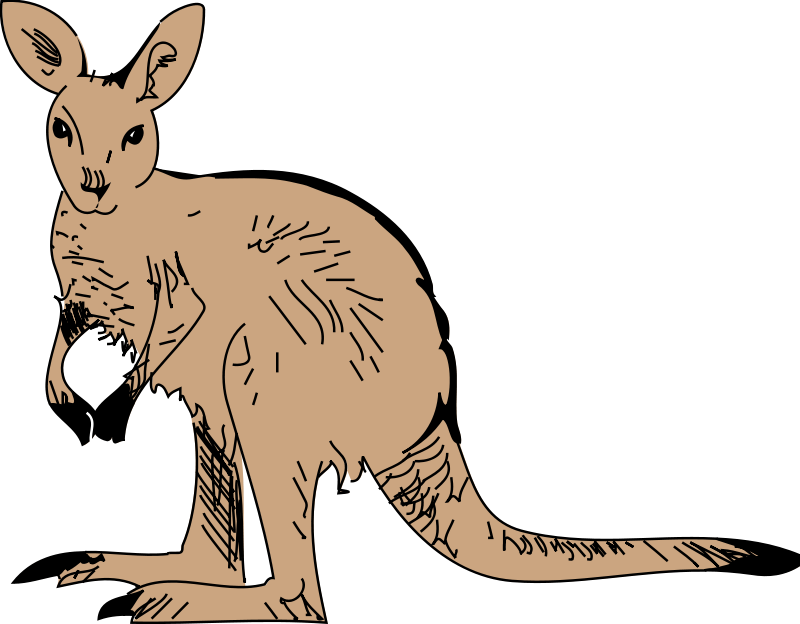 800x624 Kangaroo 3 Free Vector 4vector
