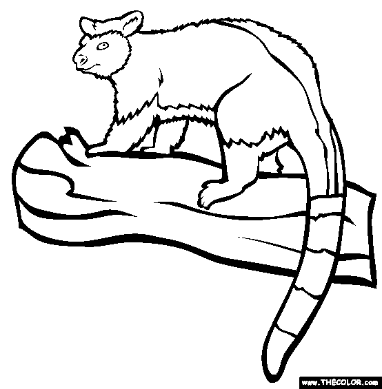 554x565 Goodfellows Tree Kangaroo Online Coloring Page