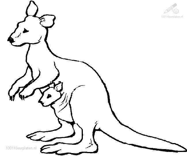 650x542 Popular Kangaroo Coloring Pages Cool Ideas