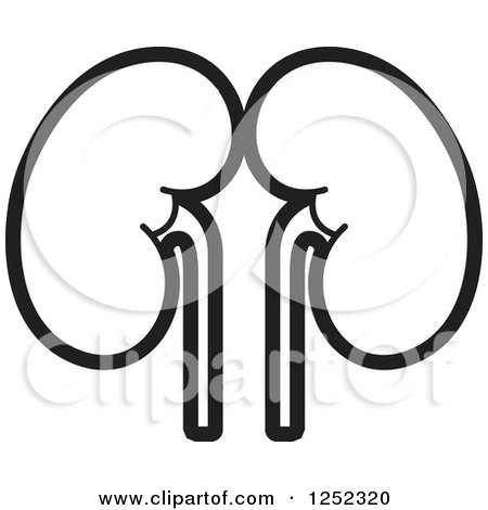 450x470 Clipart Of Kidneys