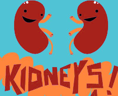 400x326 Fun Clipart Kidney