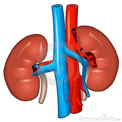 400x400 Human Kidney Clip Art Cliparts
