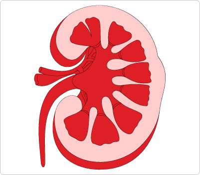 Kidney Clipart | Free download on ClipArtMag