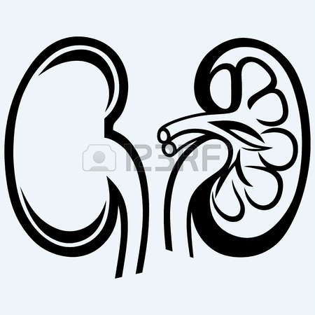 Kidney Clipart | Free download on ClipArtMag