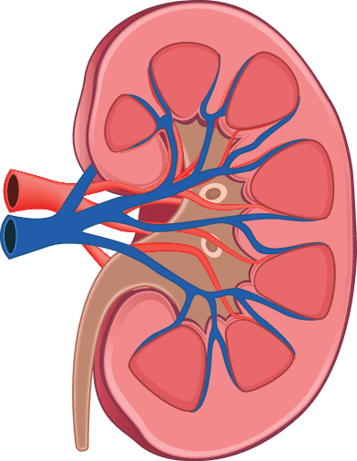 Kidney Clipart | Free download on ClipArtMag