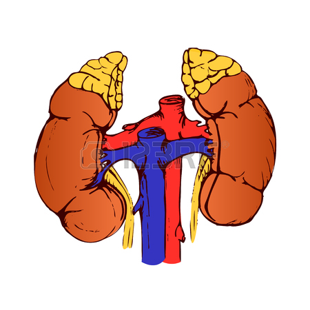Kidney Clipart Free