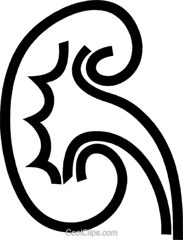 367x480 Human Kidney Royalty Free Vector Clip Art Illustration Vc049068