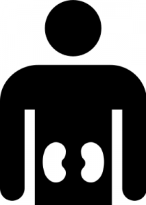 213x300 Kidney Cliparts