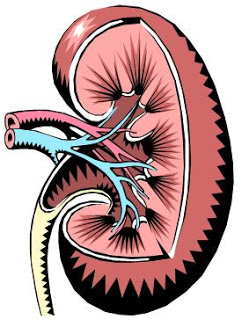242x320 Kidney Failure Clipart