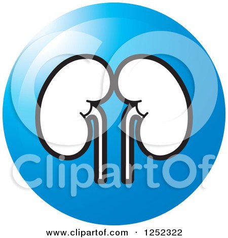 450x470 Kidney Organ Clip Art Cliparts