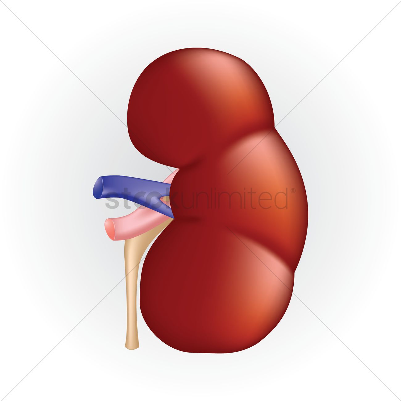 1300x1300 Kidney Vector Image