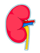 135x180 Kidneys Clip Art Clipart Panda