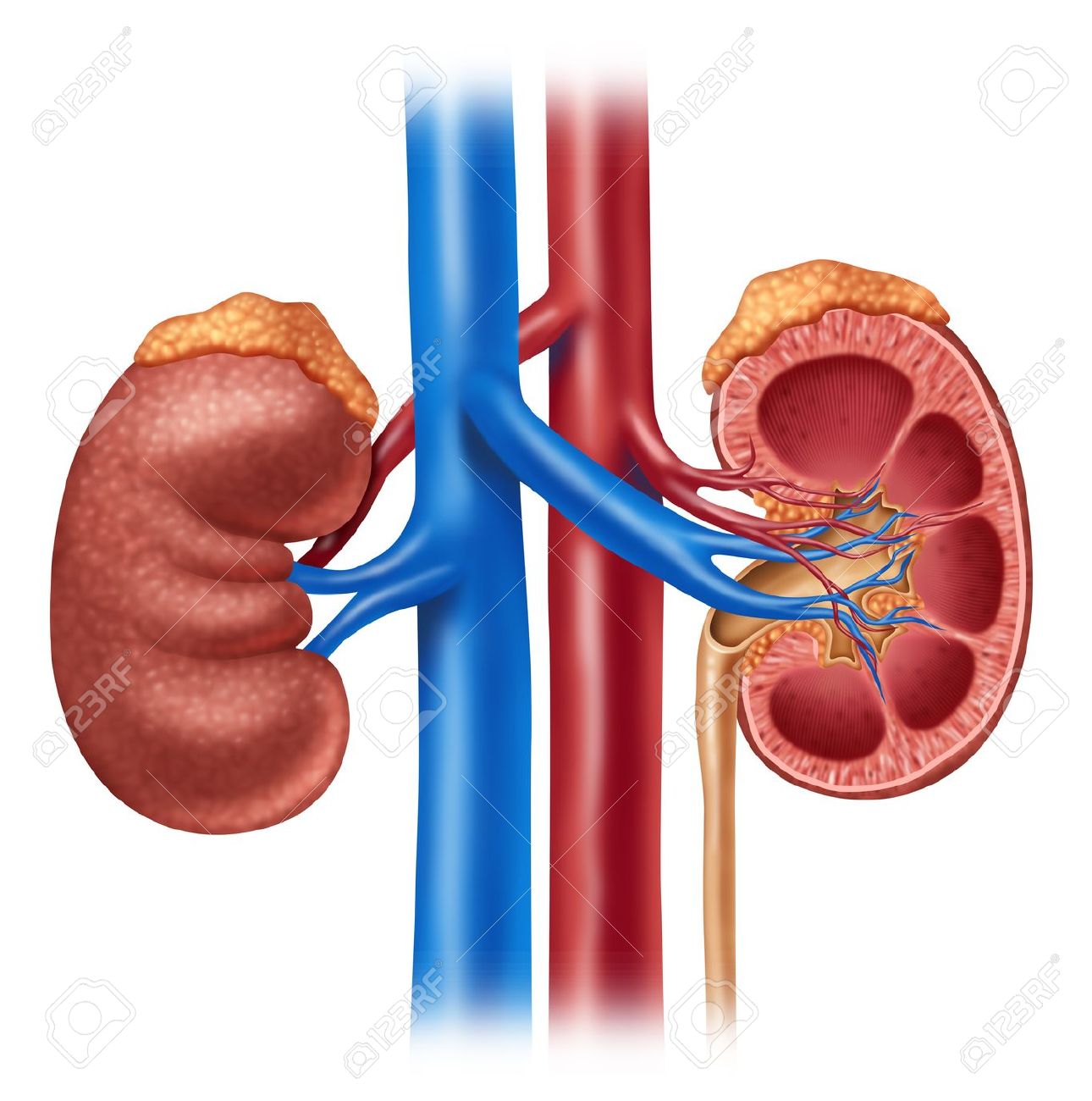 1290x1300 Kidneys Clipart
