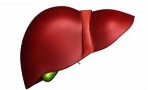 300x184 Liver Kidney Clip Art Cliparts