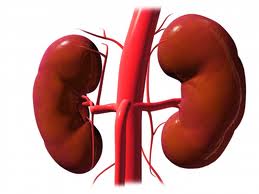 259x194 Love Your Kidneys Shape Of Kidney