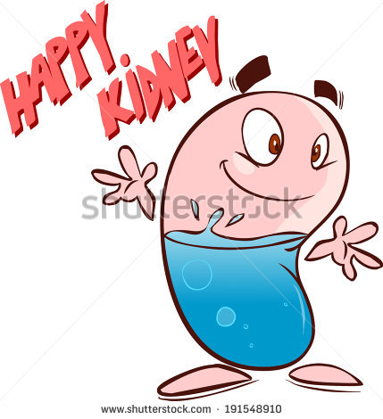 429x470 Kidney Graphic Clipart