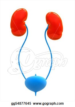 262x370 Kidneys Body Clipart Cliparthut