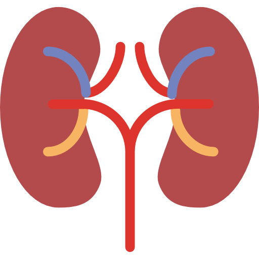 512x512 Kidneys Icon