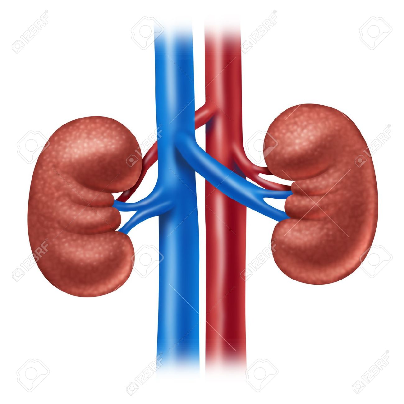 1300x1300 Kidneys Clipart