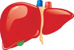 300x204 Liver Images Clip Art