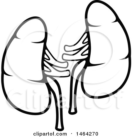 450x470 Royalty Free (Rf) Clipart Of Kidneys, Illustrations, Vector
