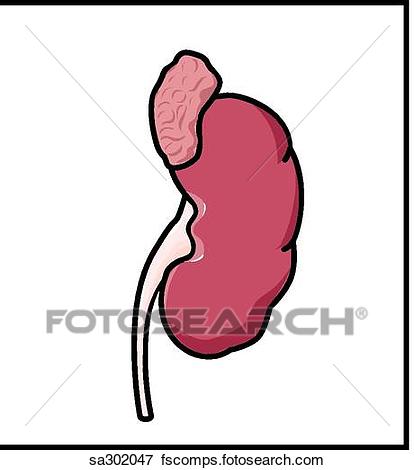 414x470 Stock Illustration Of The Sympathetic Nervous System Innervates
