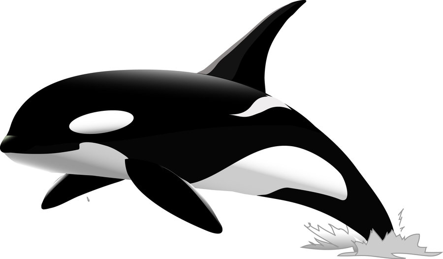 900x526 Top 88 Orca Clip Art