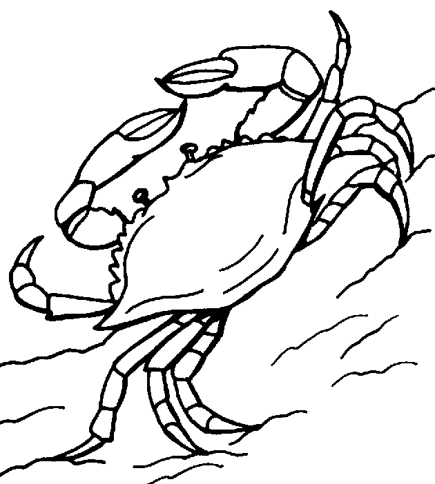 630x702 King Crab Clipart