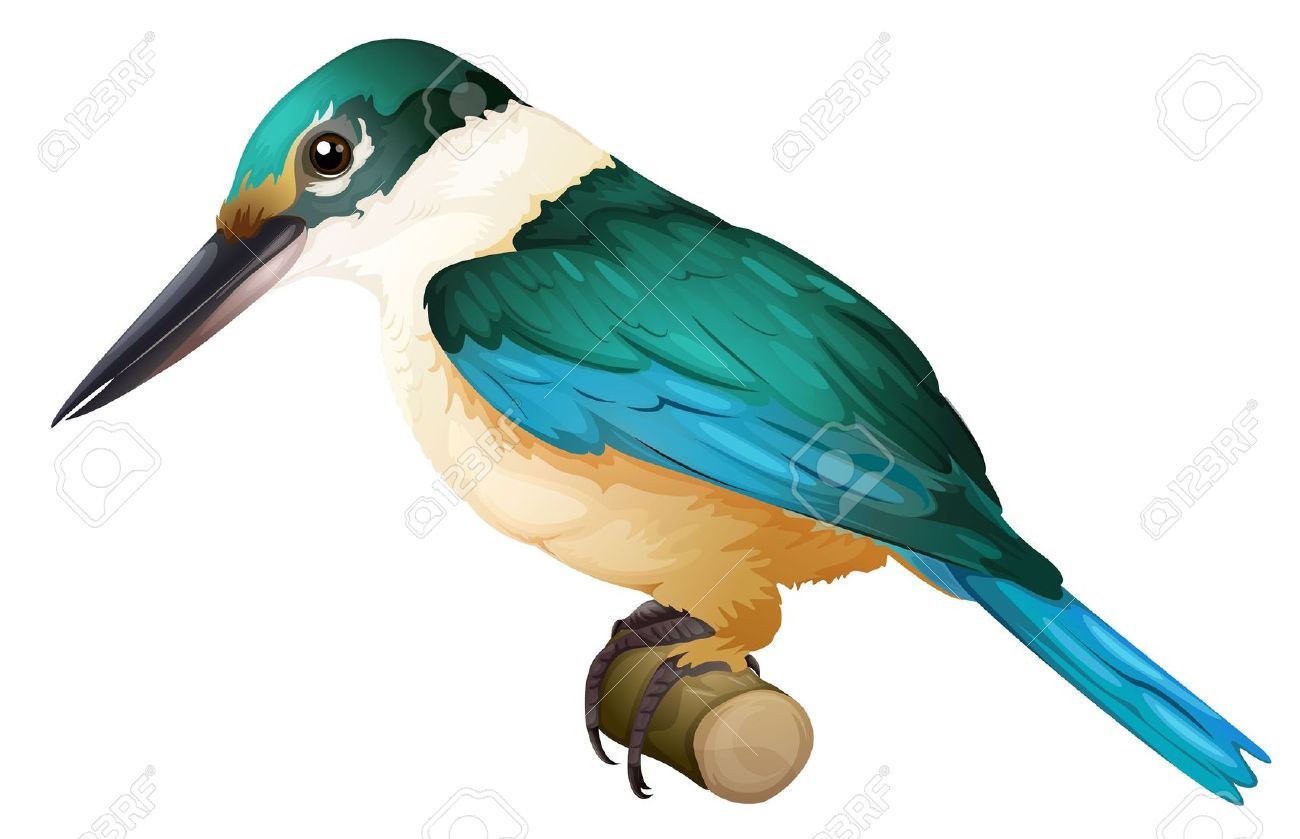 1300x839 Kingfisher Clipart