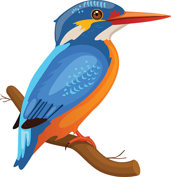 593x612 Kingfisher Clipart