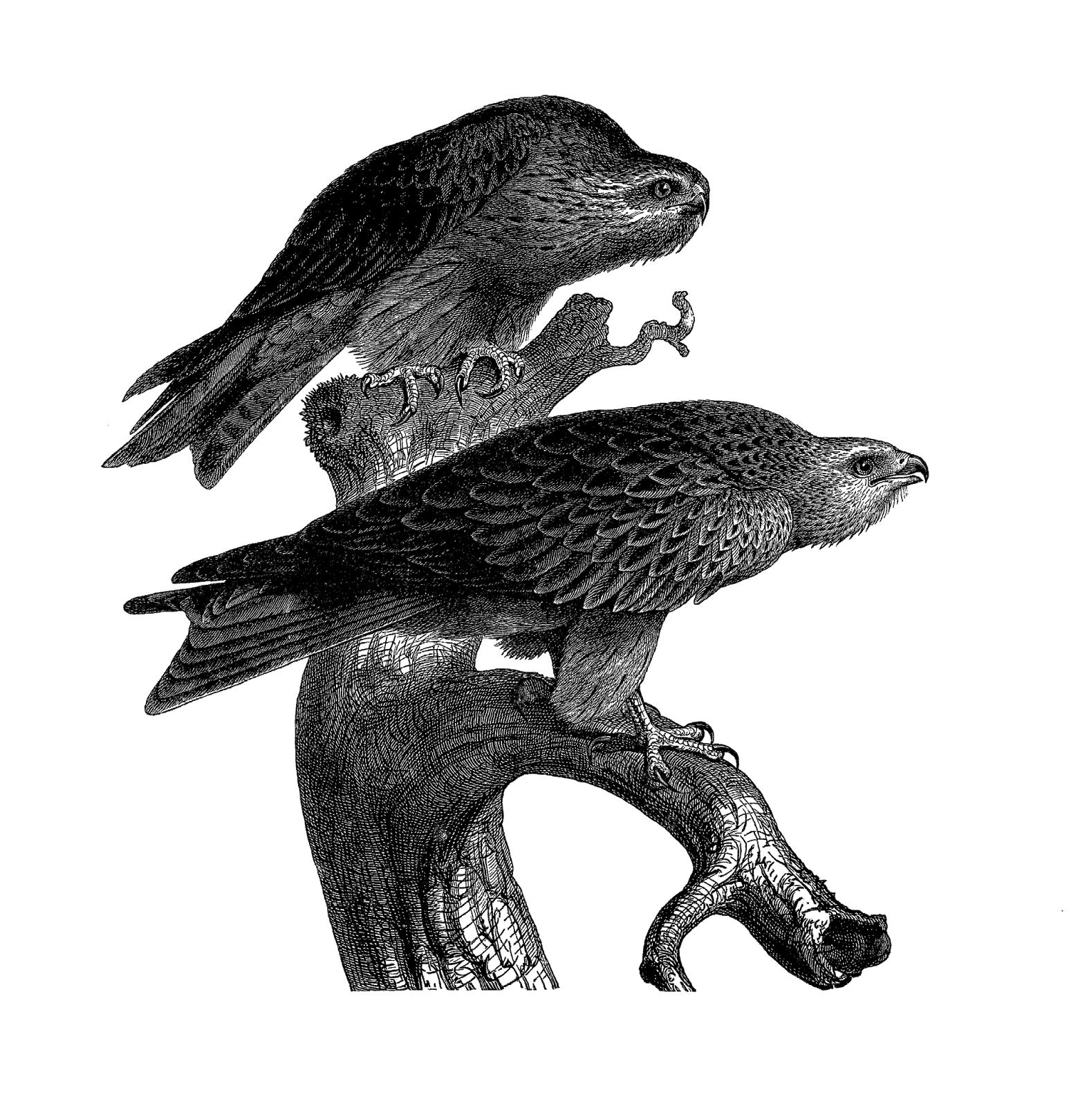 1559x1600 Digital Stamp Design Bird Clip Art Antique Animal Illustrations