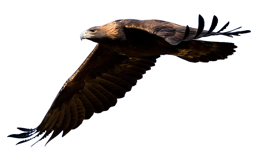 900x535 Golden Eagle Clipart Transparent