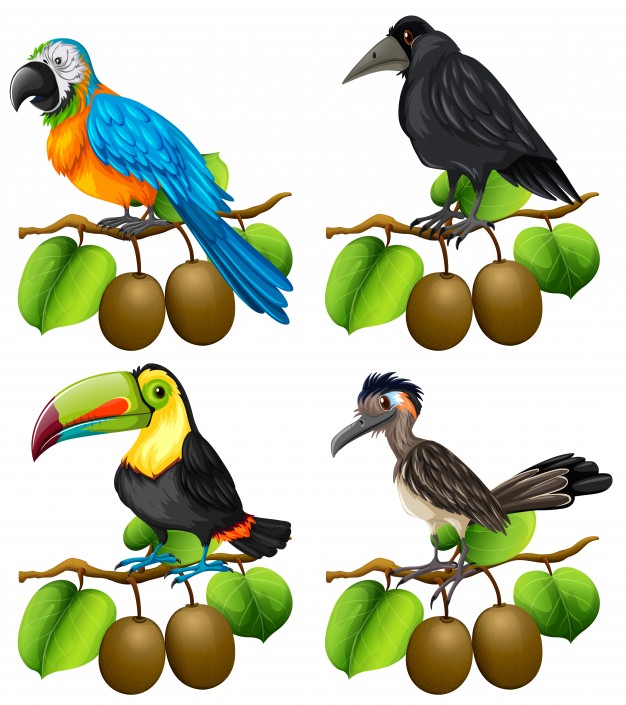 626x705 Different Types Of Birds On Kiwi Branch Illustration Vector